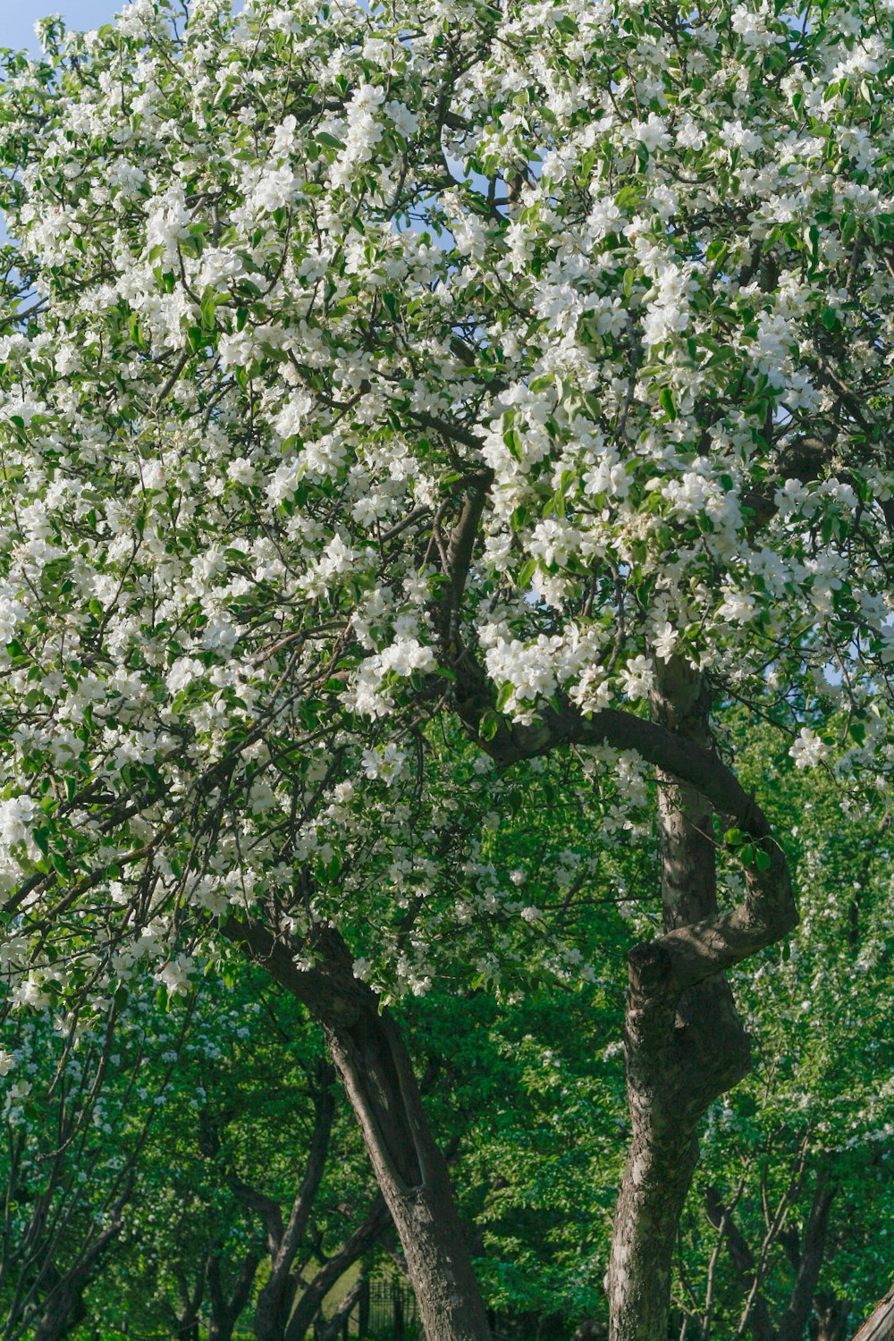 a tree with white flowers in a park