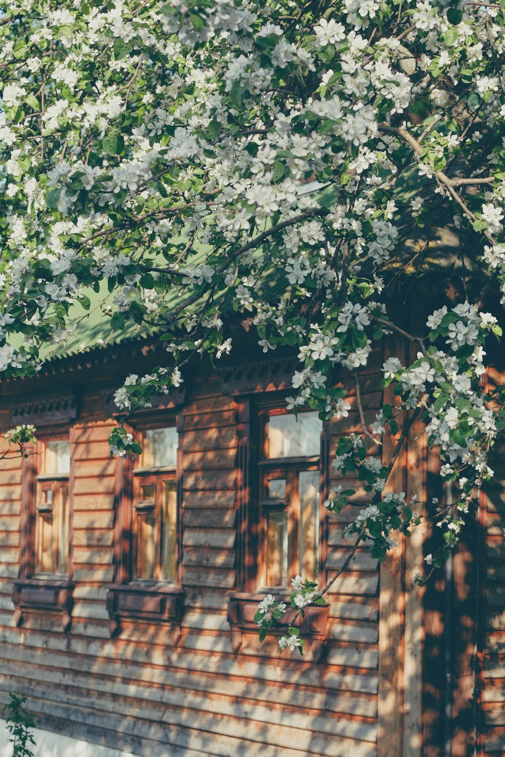 a house with a tree in front of it