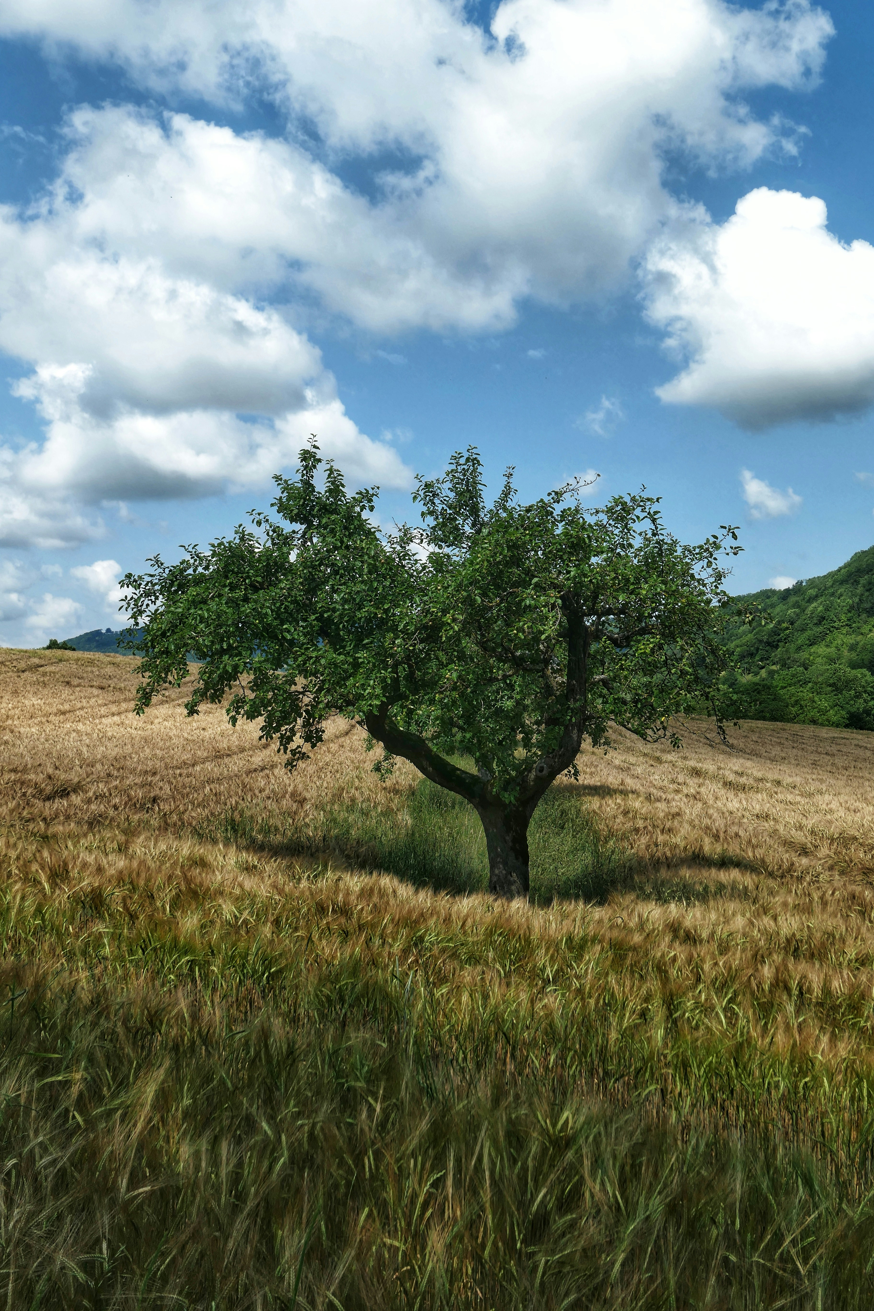 A lone tree in a field of tall grass photo – Free Tree Image on Unsplash