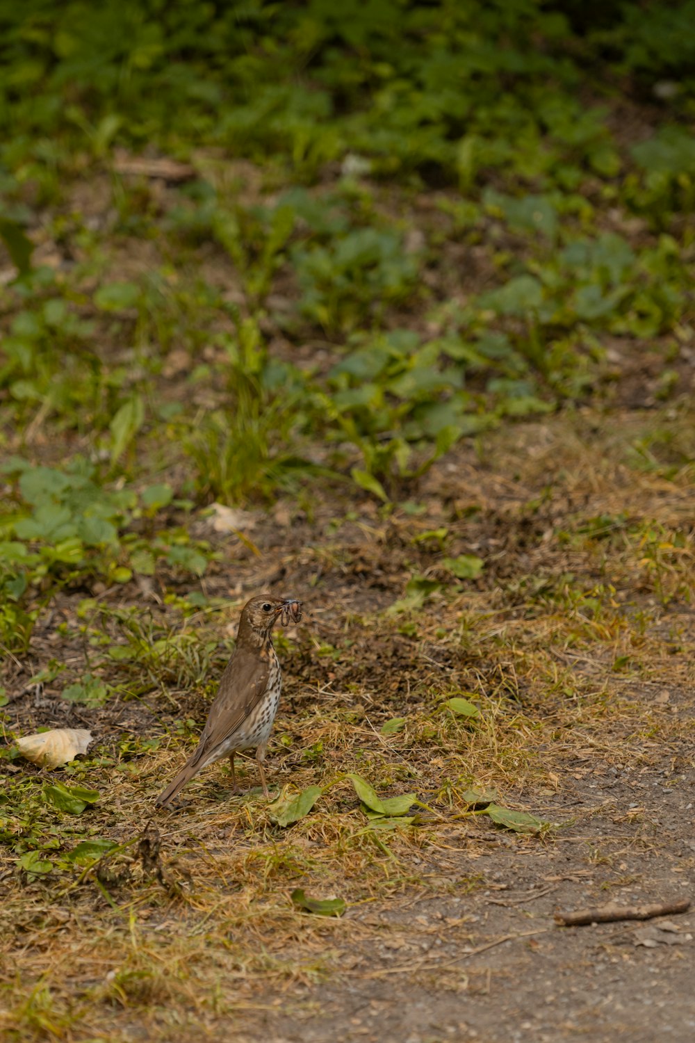 a small bird standing on the side of a road