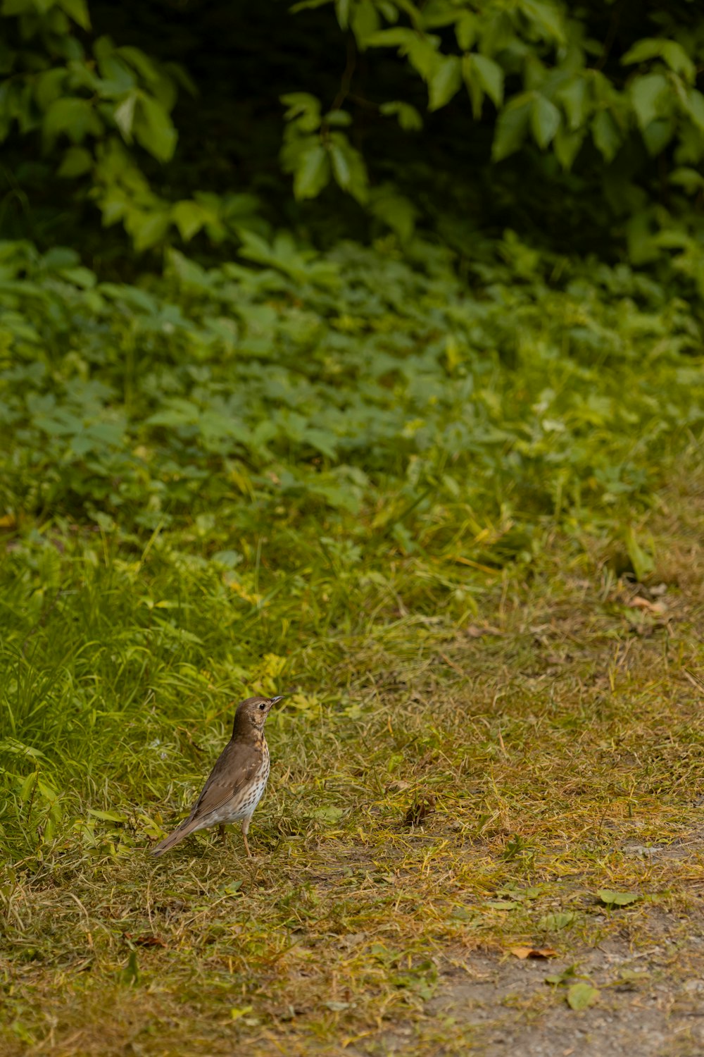 un piccolo uccello in piedi sul lato di una strada