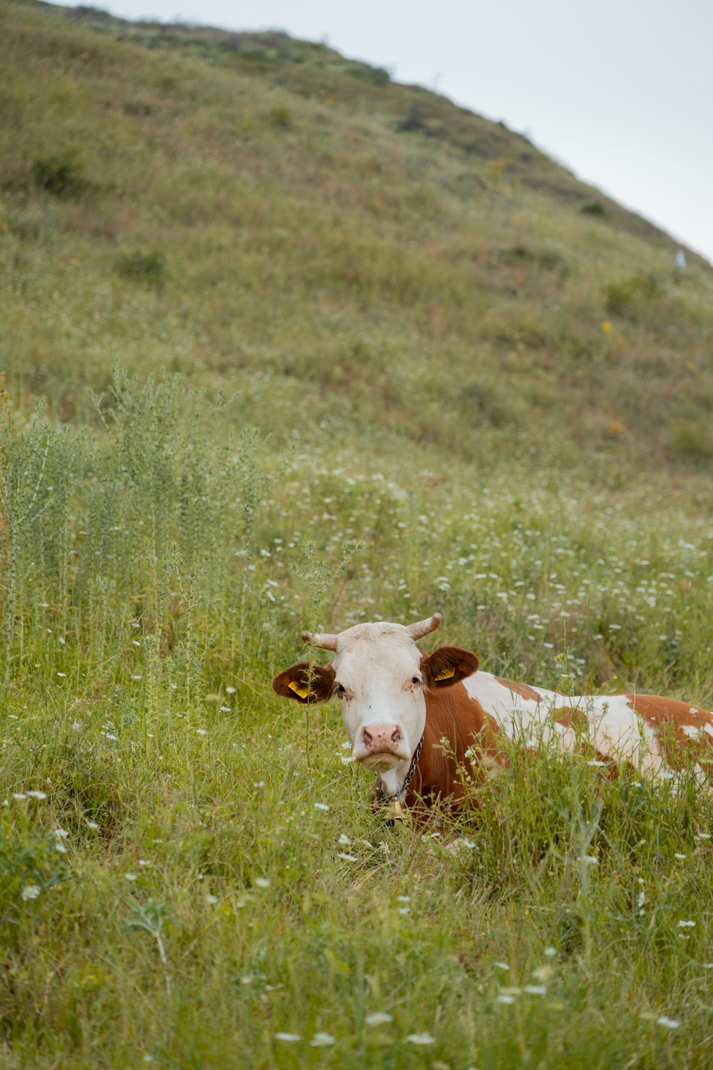 eine braun-weiße Kuh, die im Gras liegt