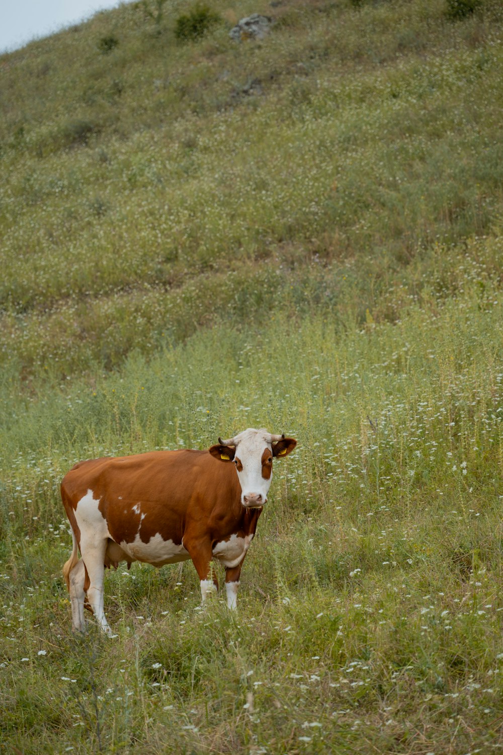 a brown and white cow standing on a lush green hillside