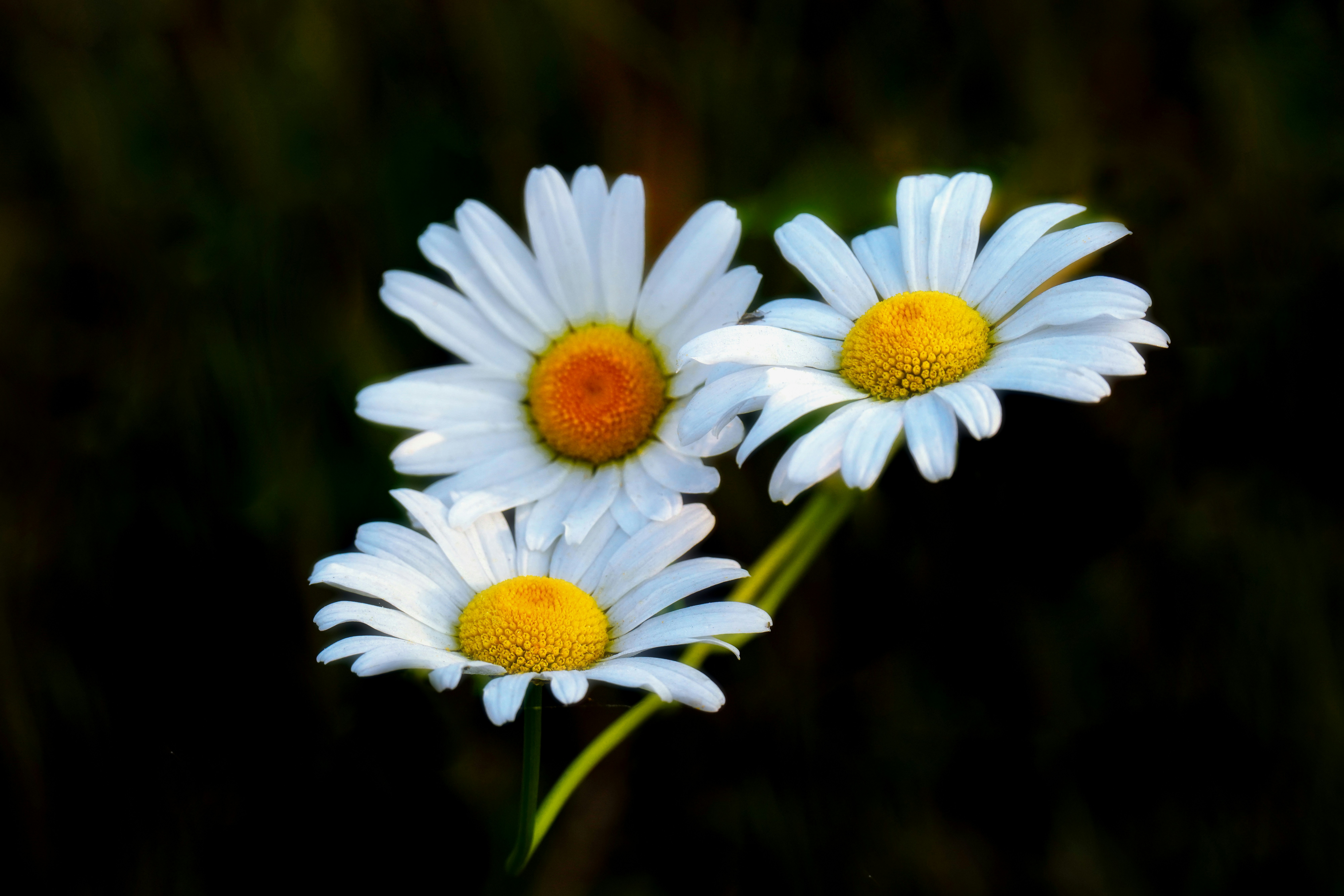 Photo by kim_dae_jeung