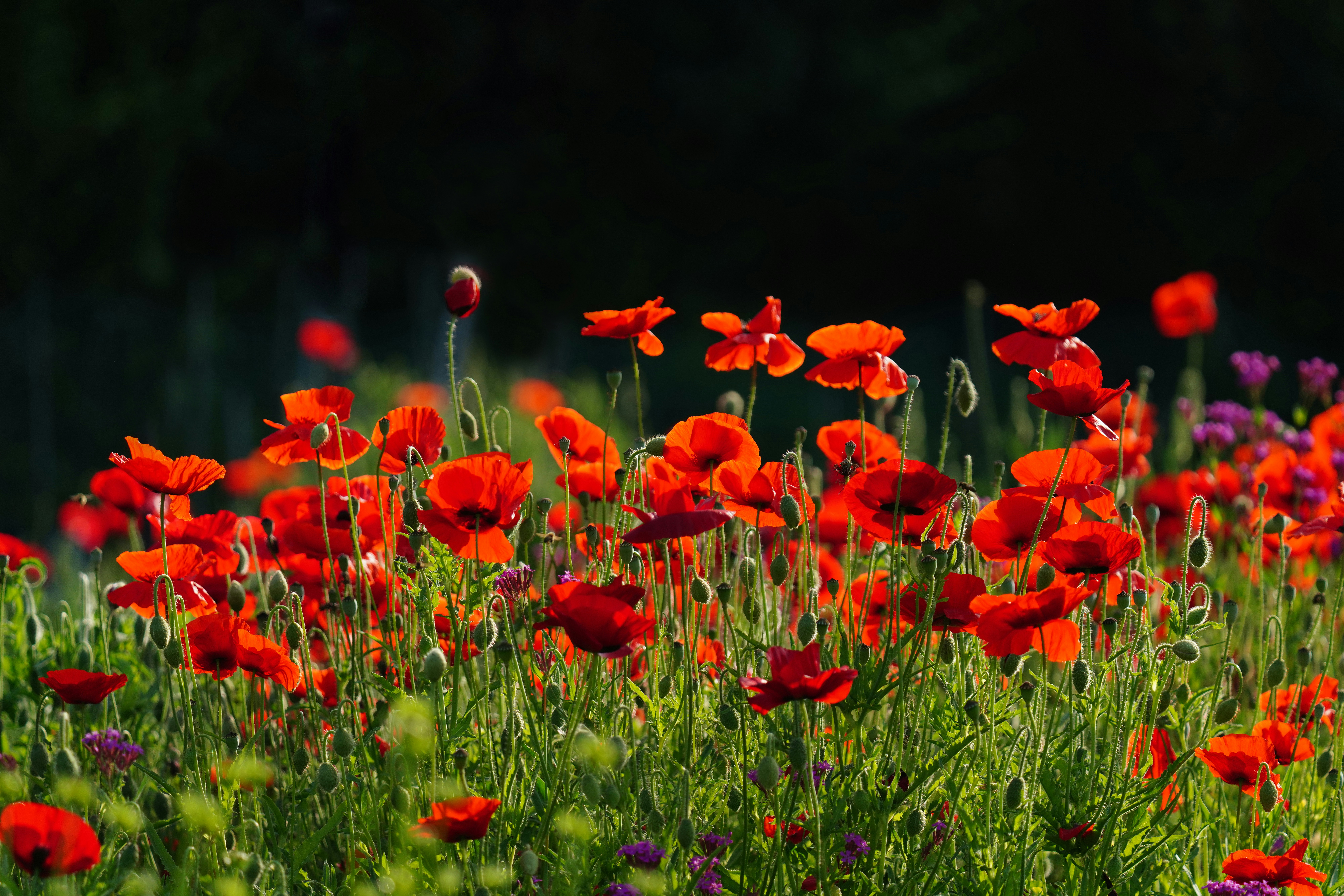 Photo by kim_dae_jeung