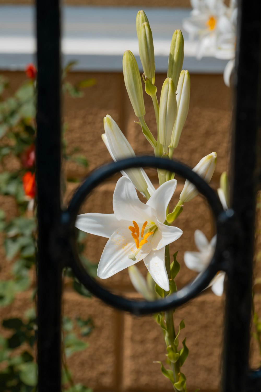 a close up of a flower through a fence