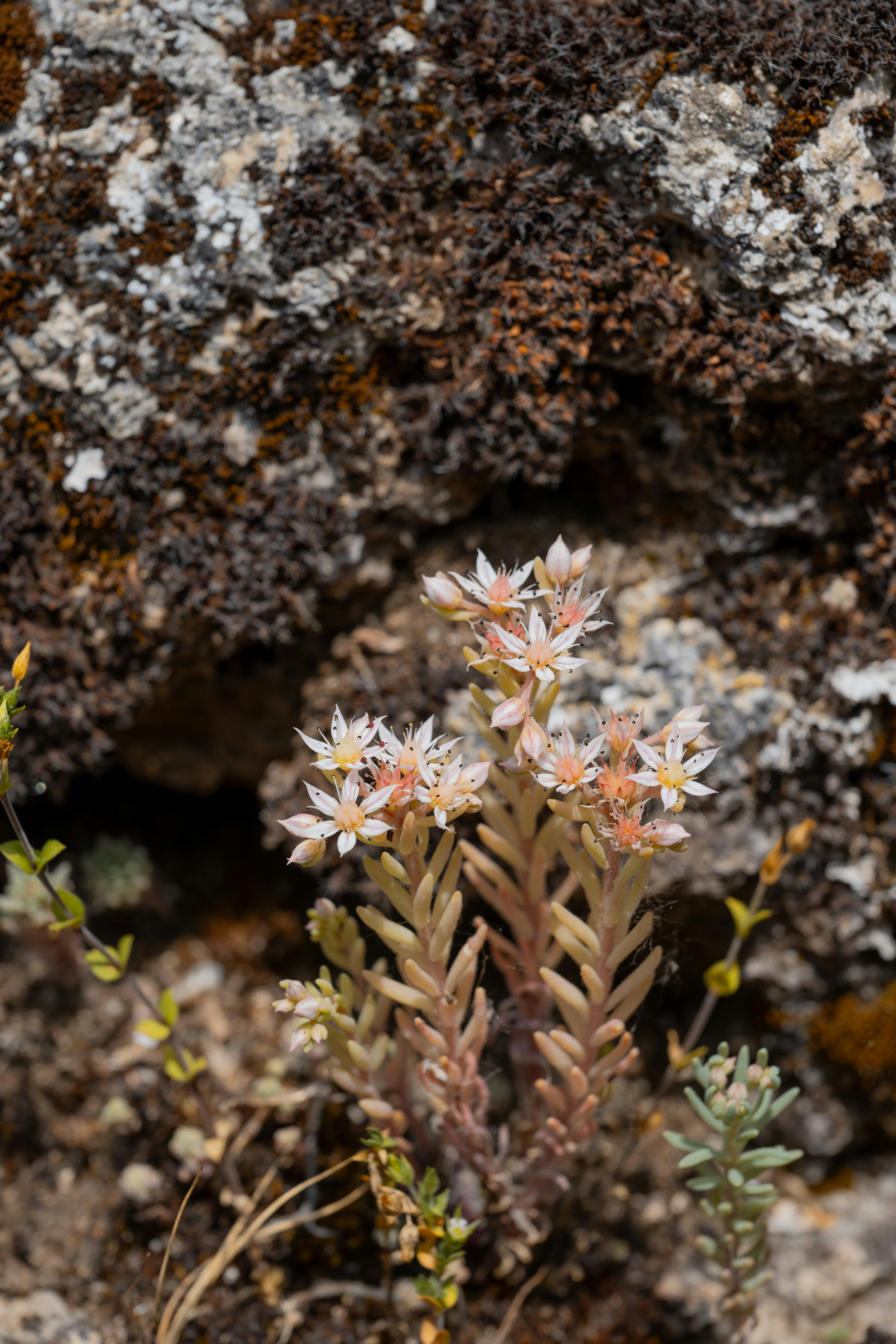 a close up of a plant near a rock