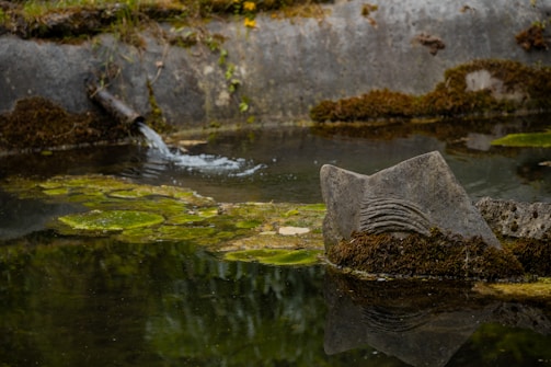A shallow pond with moss-covered rocks and a flow of water entering from a small pipe, surrounded by algae and plant growth along the edges.