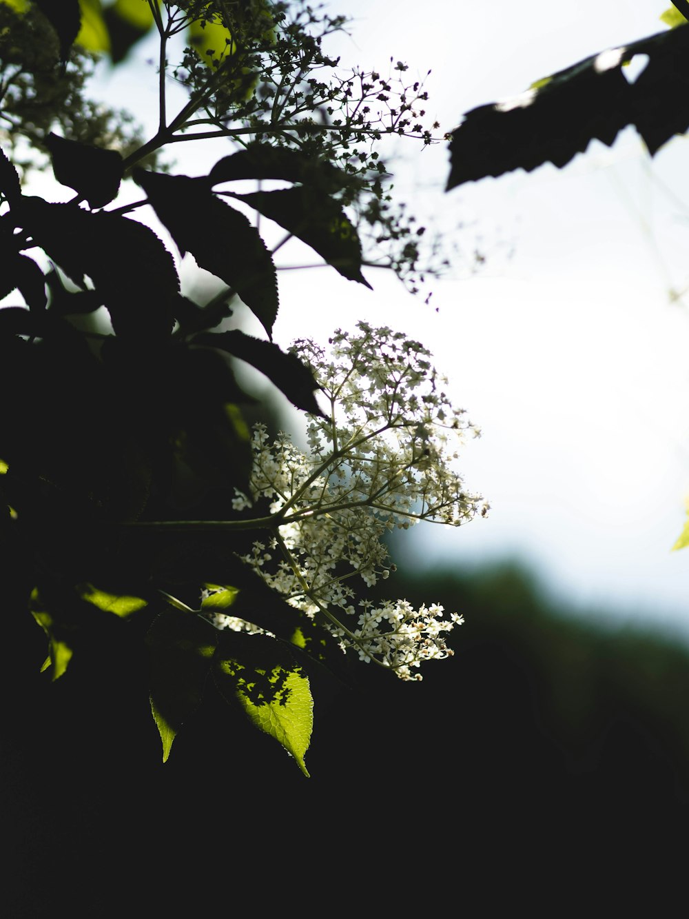 a tree branch with white flowers and green leaves