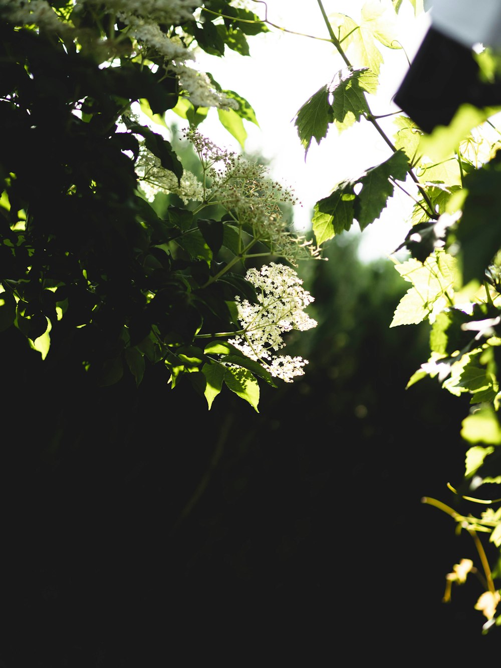 the sun shines through the leaves of a tree