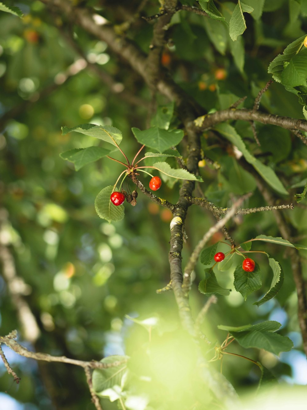 a tree filled with lots of green leaves and red berries