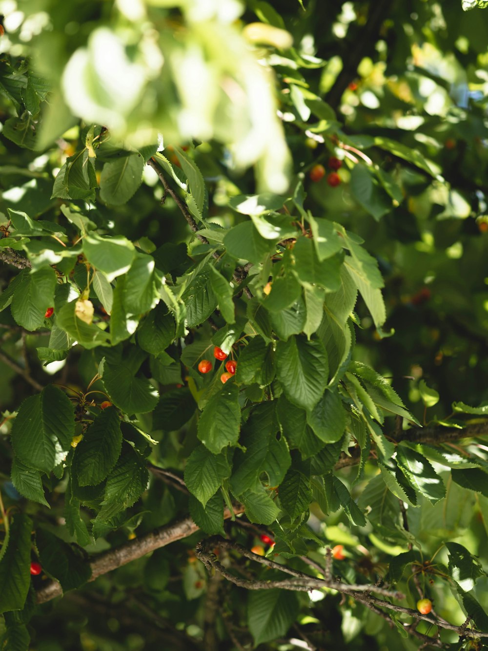 a tree filled with lots of green leaves