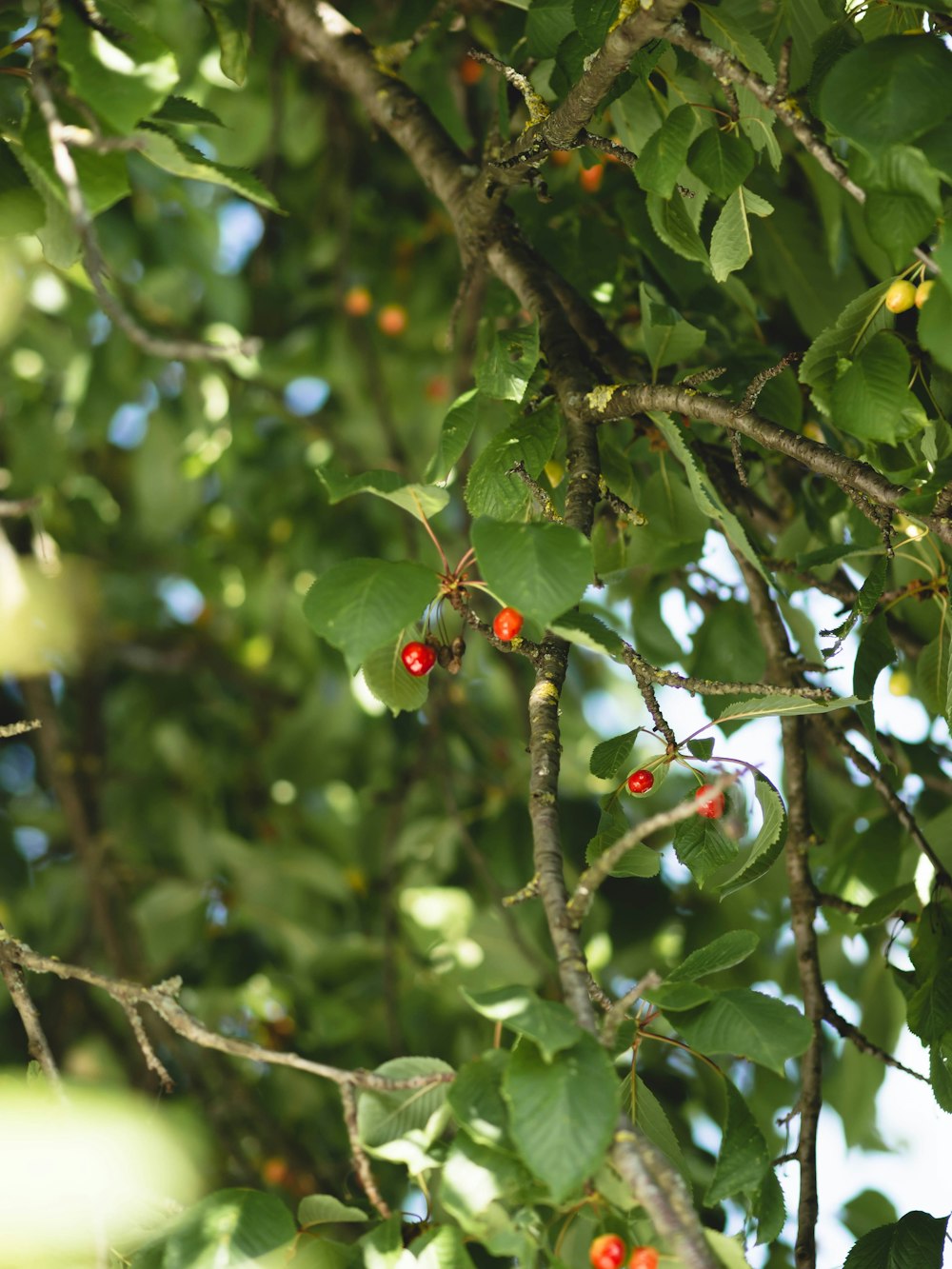 a tree filled with lots of green leaves and red berries