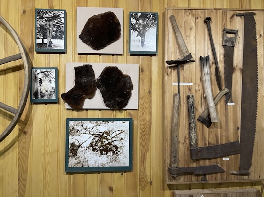 An interior display features a wooden wall with an assortment of vintage items. On the left, several black and white photographs of trees are framed and mounted, along with what appears to be natural, dark-colored objects resembling honeycomb. On the right, a collection of old carpentry or farming tools, including a long saw and several axes or hatchets, is neatly arranged vertically on a wooden panel. The overall ambiance suggests a rustic or historical theme.
