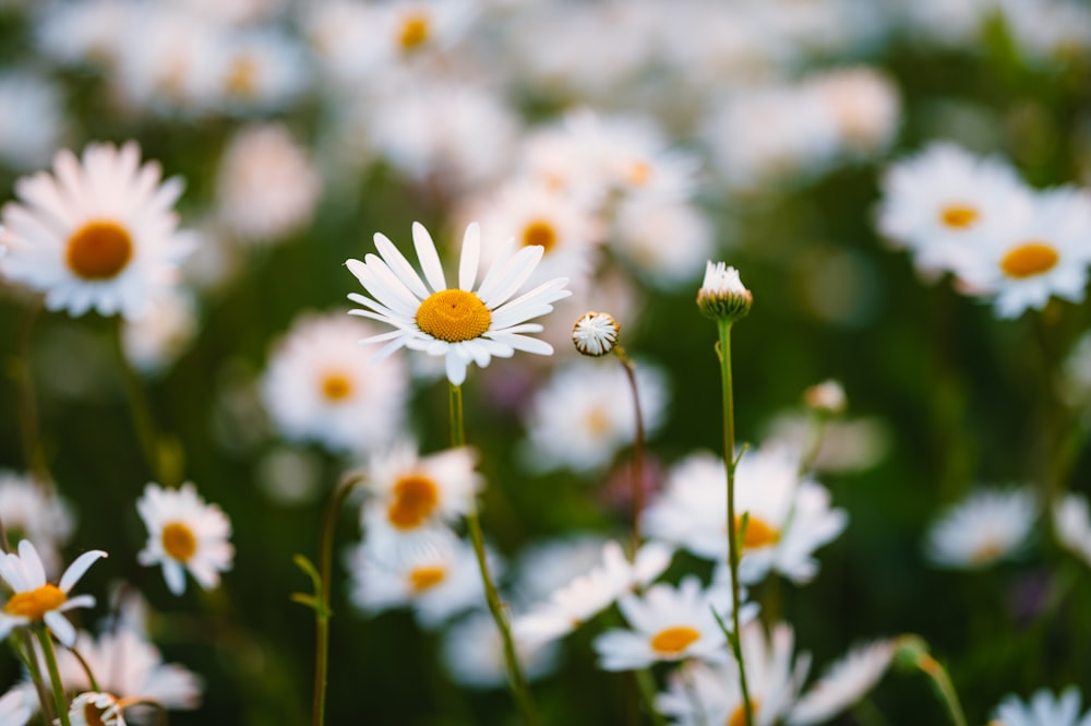 a field full of white and yellow flowers