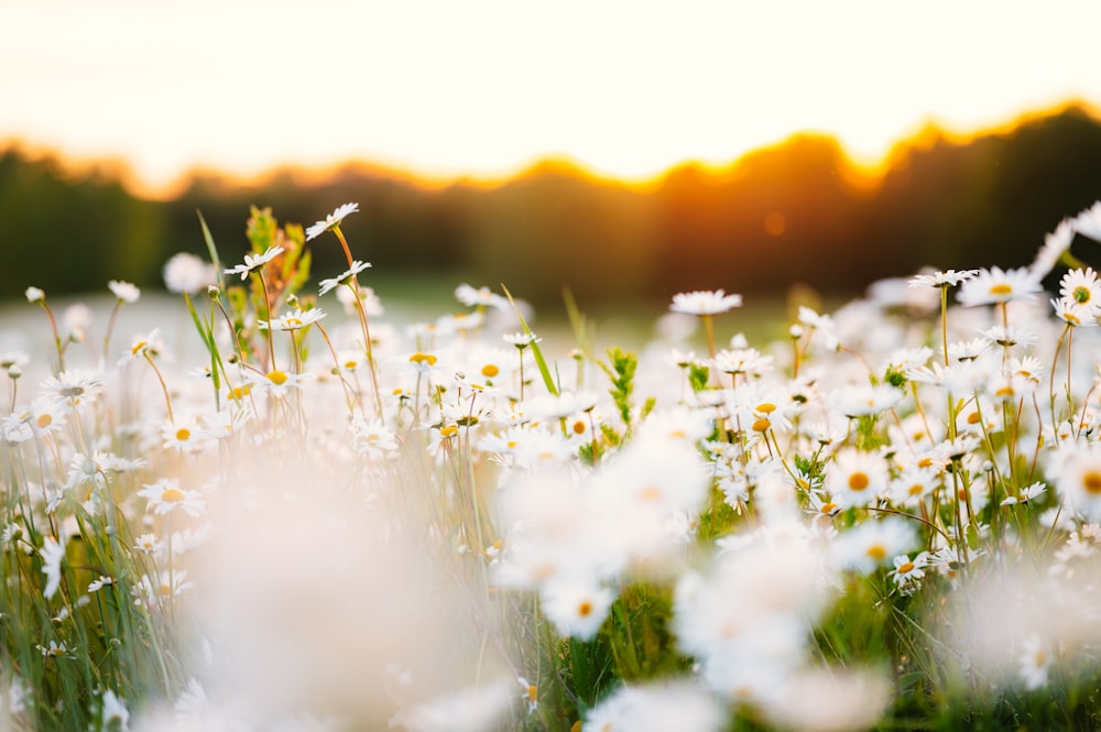 a field full of white daisies with the sun in the background