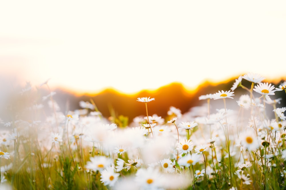 a field full of white daisies with the sun in the background