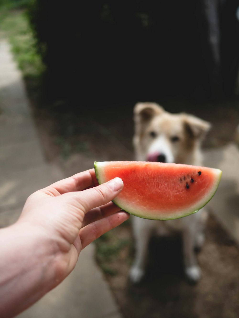 a person holding a piece of watermelon in front of a dog