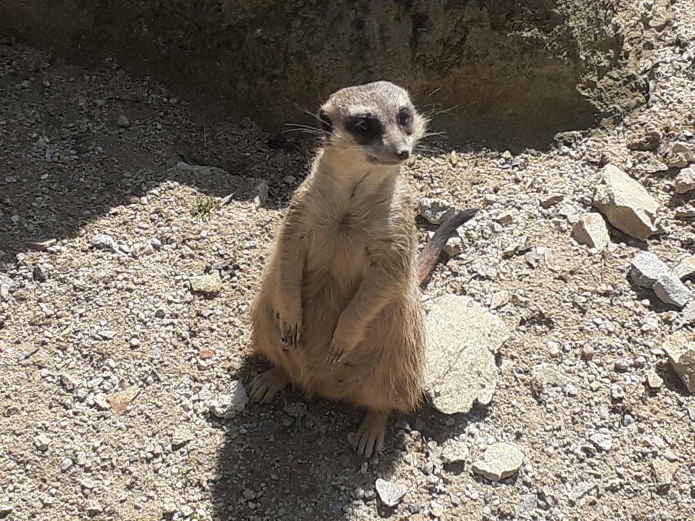 a small meerkat sitting on a rocky surface