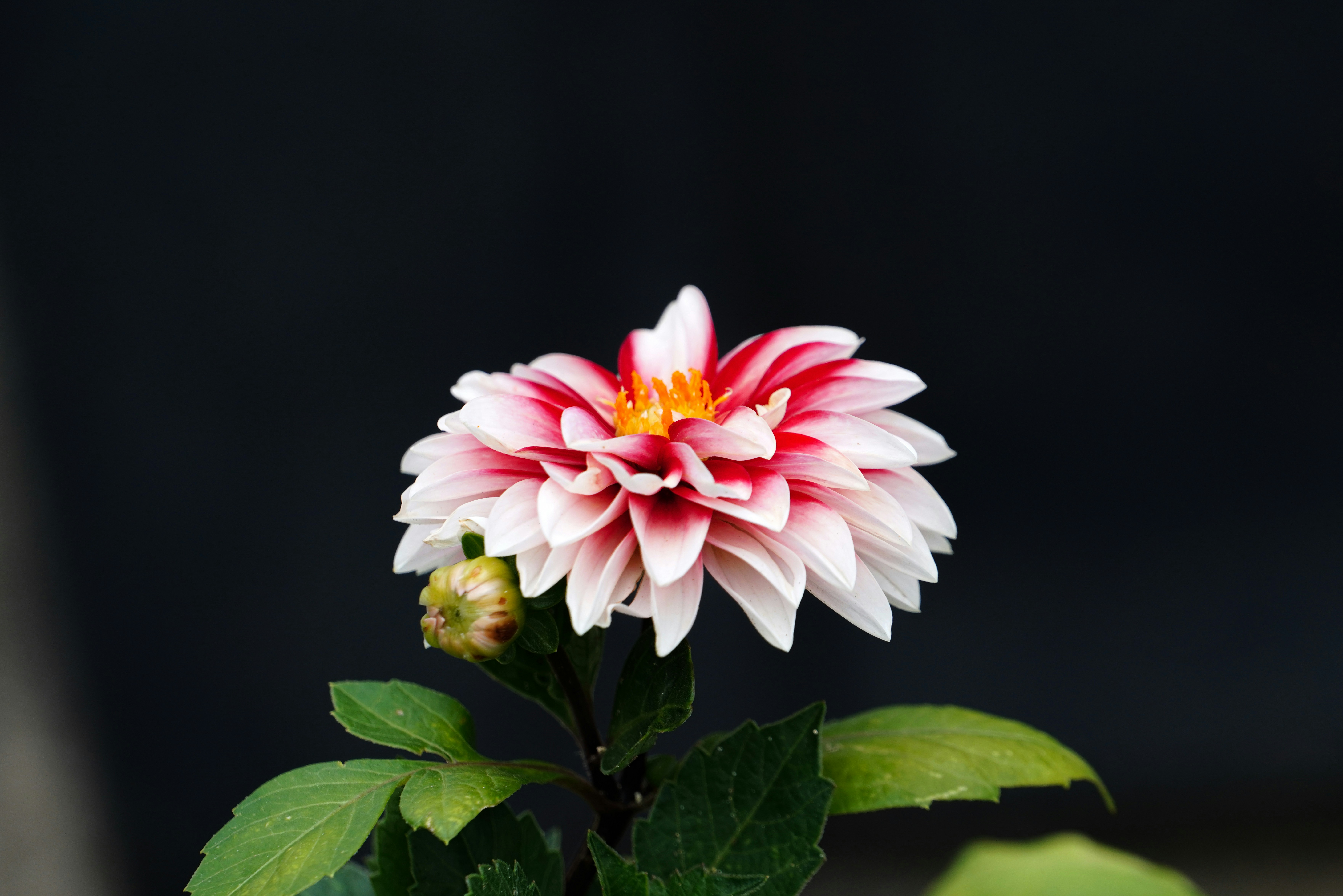 Photo by kim_dae_jeung