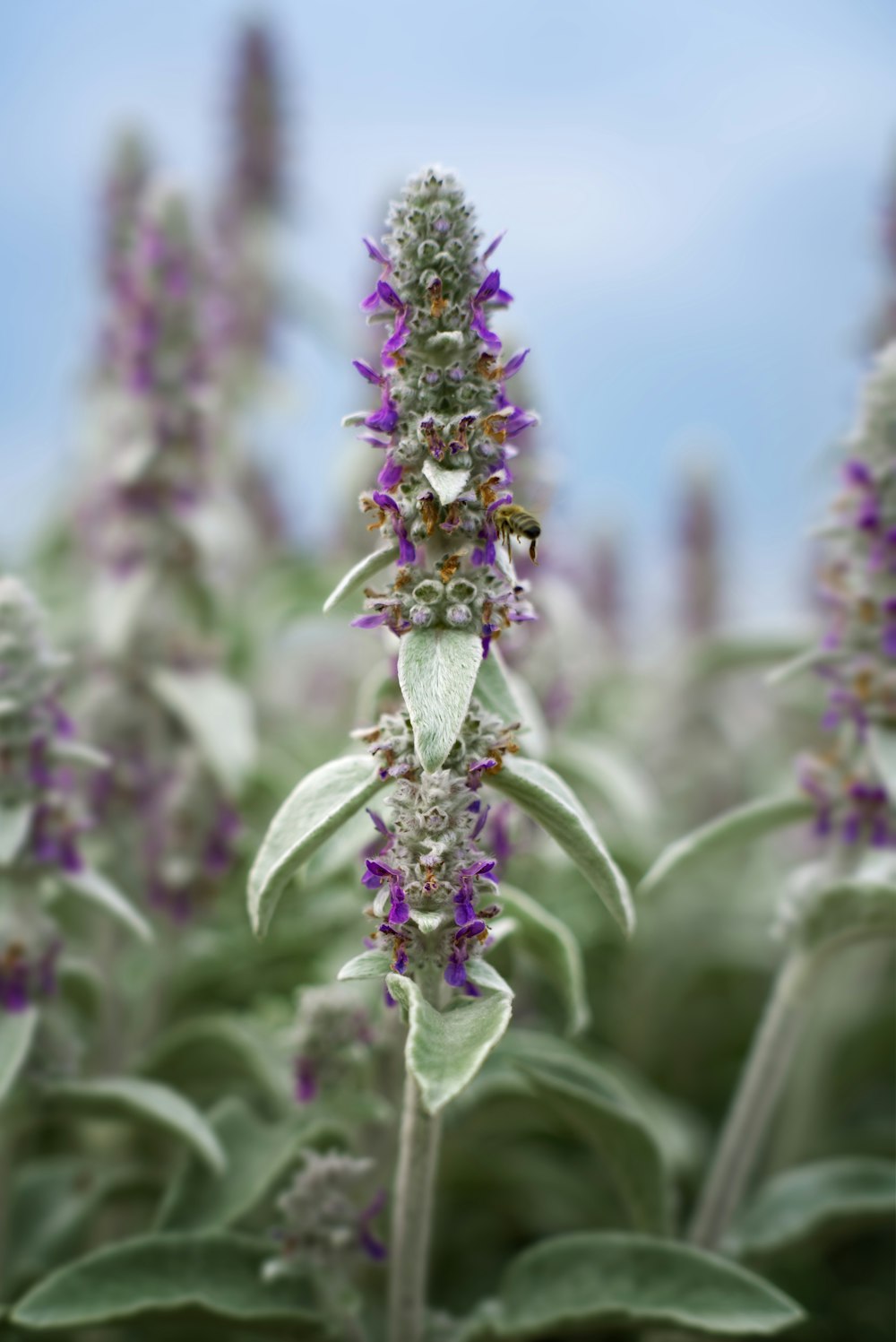 a close up of a purple flower in a field