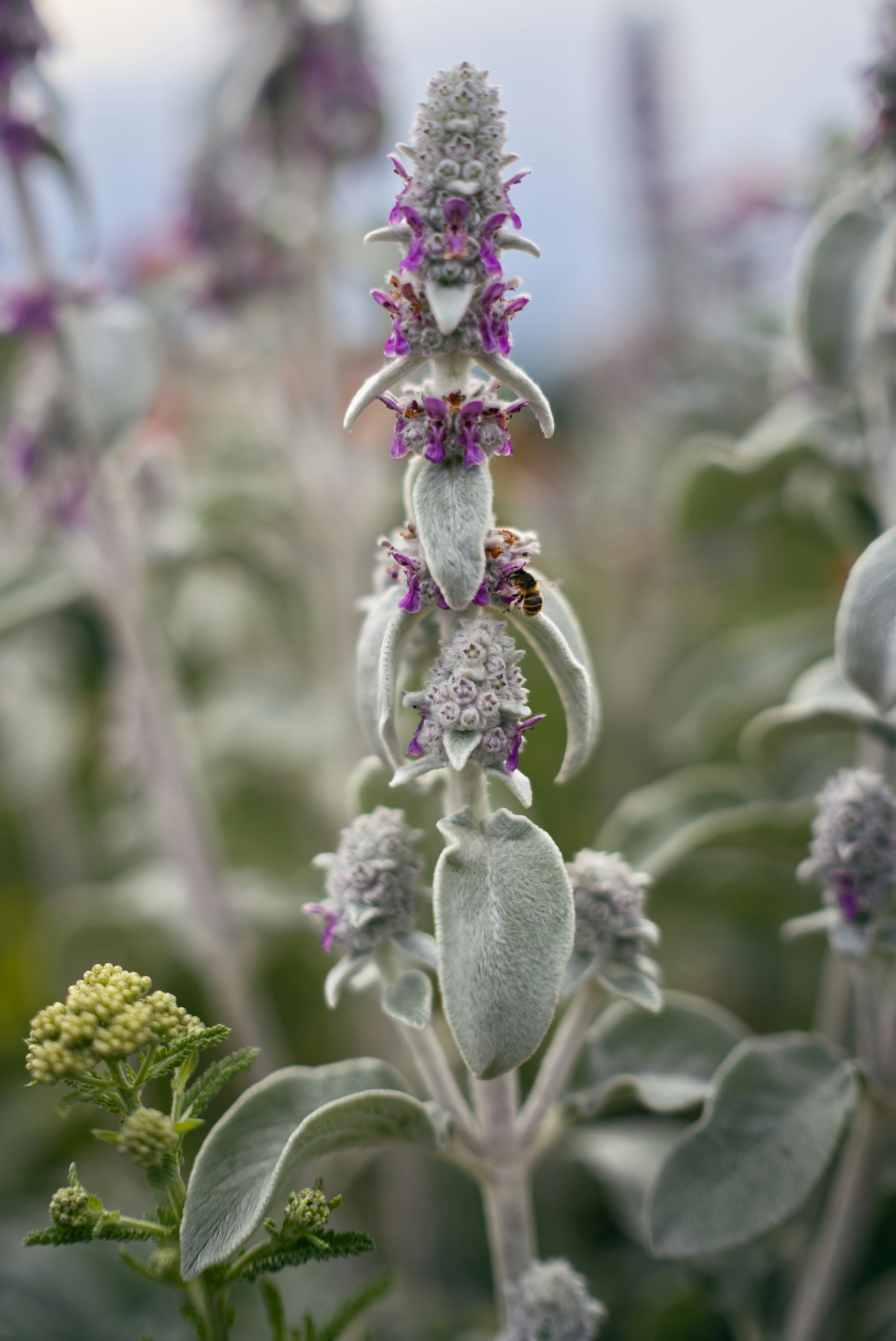 a close up of a plant with purple flowers