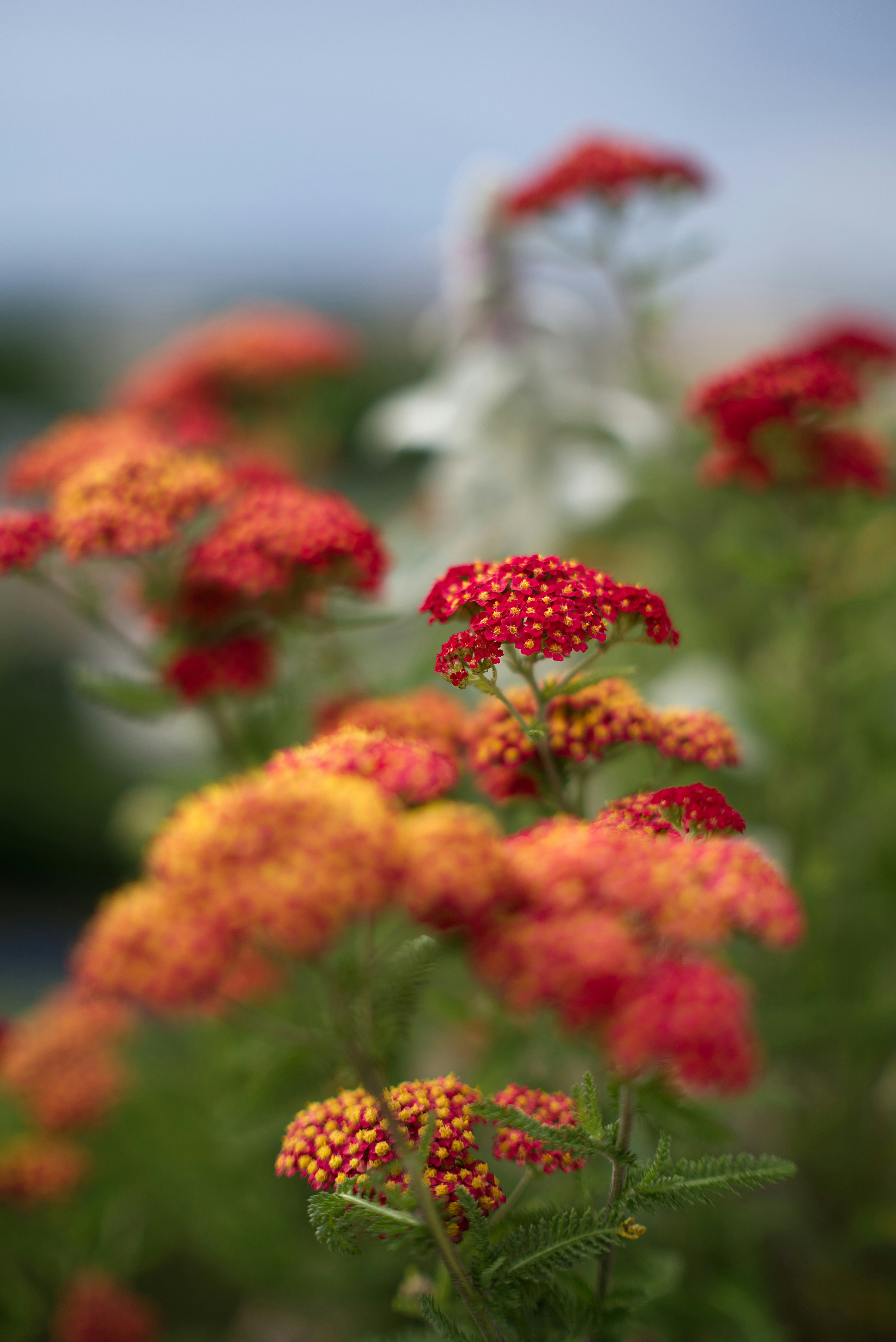 a close up of a bunch of flowers in a field