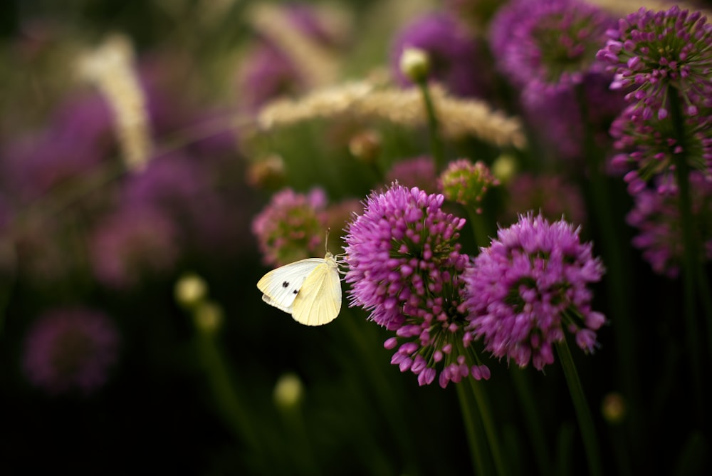 a white butterfly sitting on a purple flower