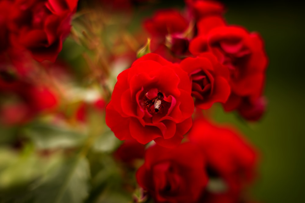 ein Strauß roter Rosen mit grünen Blättern