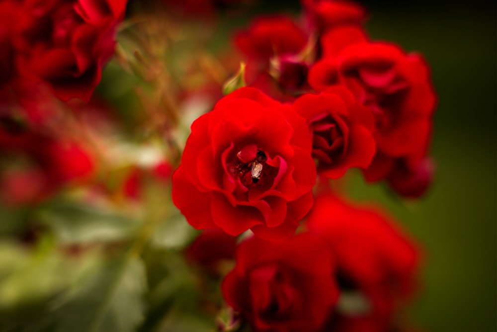 a bunch of red roses with green leaves