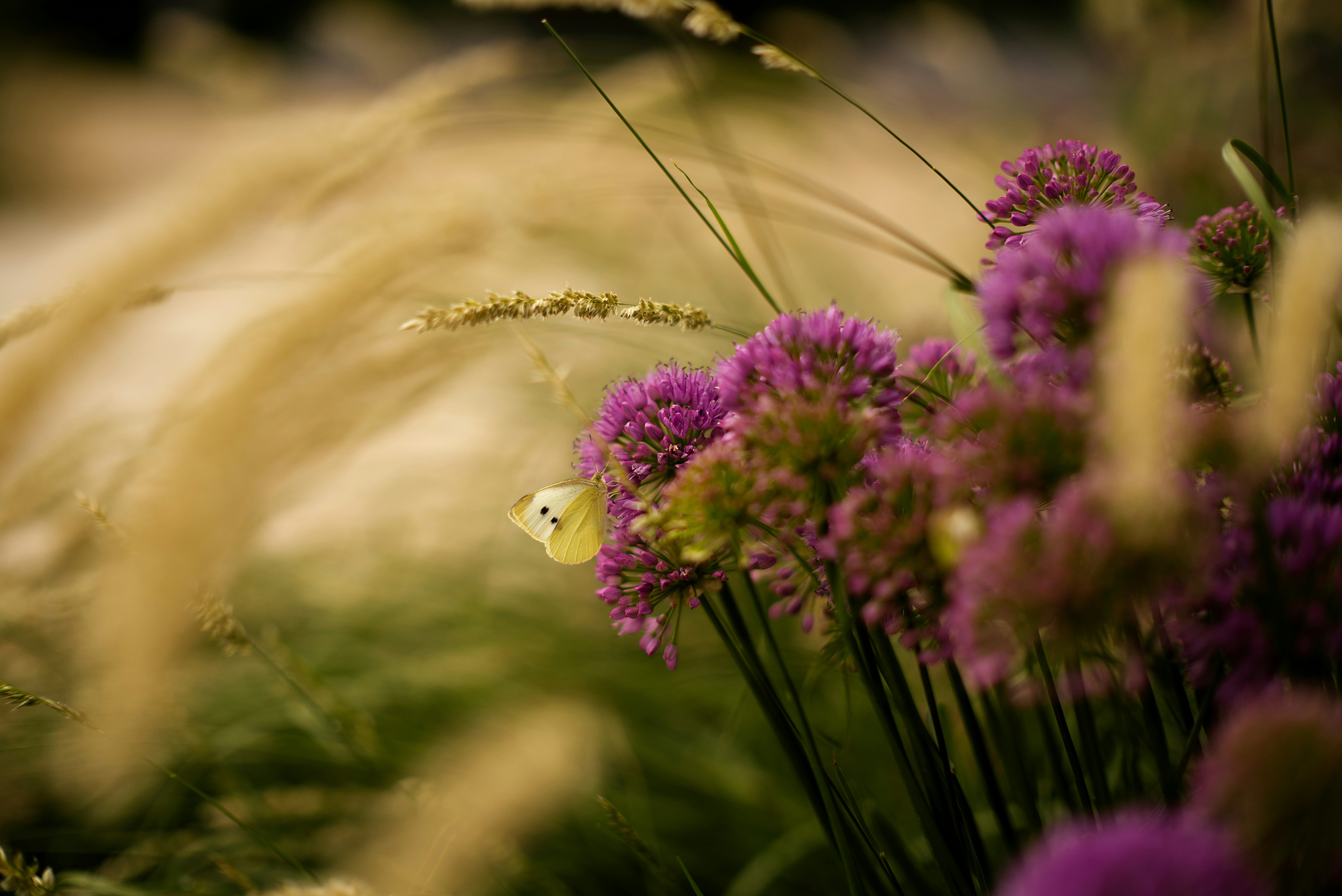 a yellow butterfly sitting on top of a purple flower