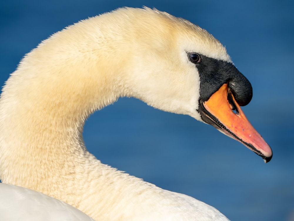a close up of a swan with a blue background