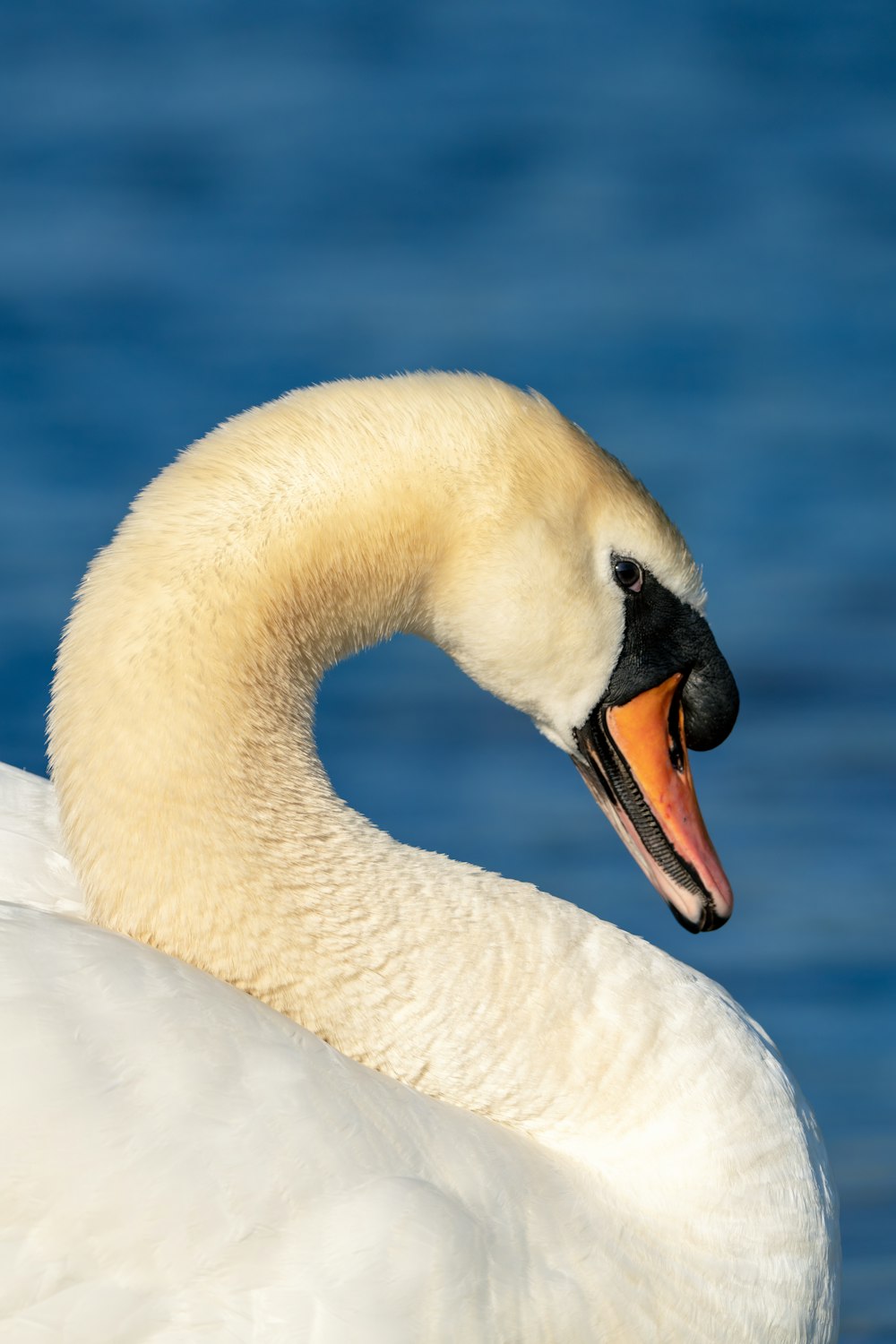 a close up of a white swan near a body of water