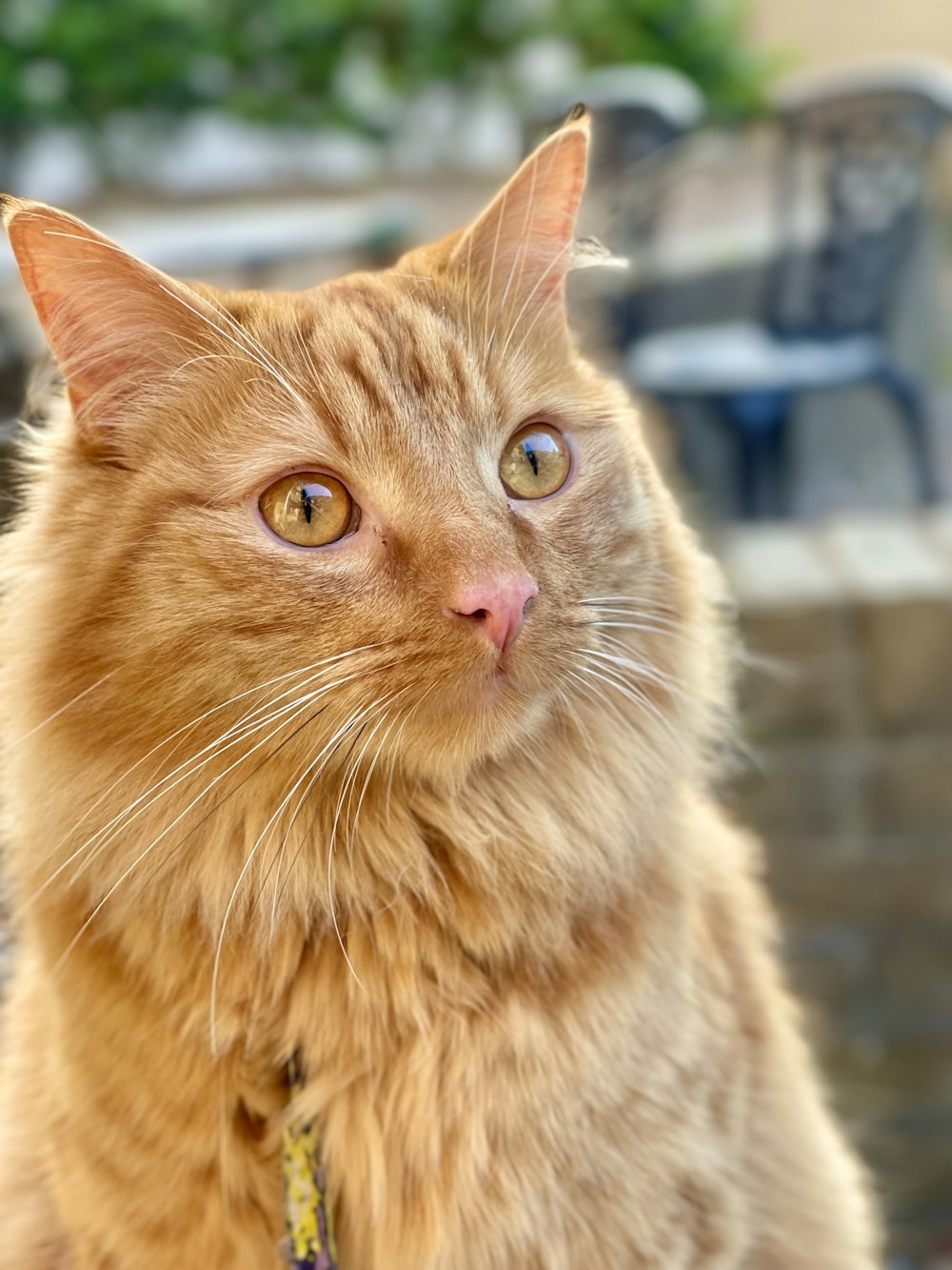 a close up of a cat looking at the camera