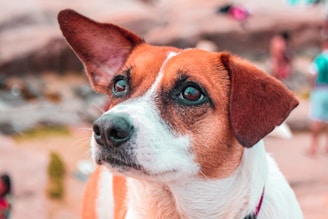 A close-up shot of a brown and white dog with expressive eyes and perked ears, set against a blurred outdoor background with people in the distance.