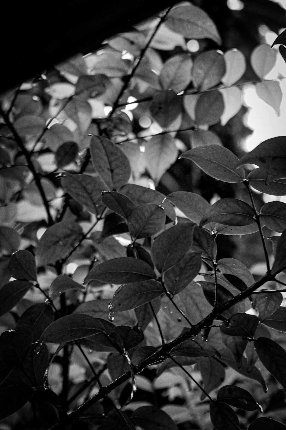 a black and white photo of leaves on a tree