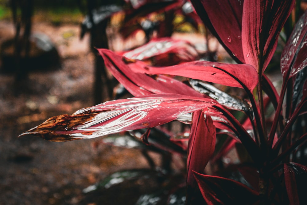 a close up of a plant with red leaves