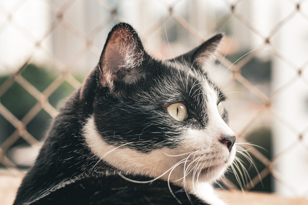 a black and white cat sitting behind a chain link fence