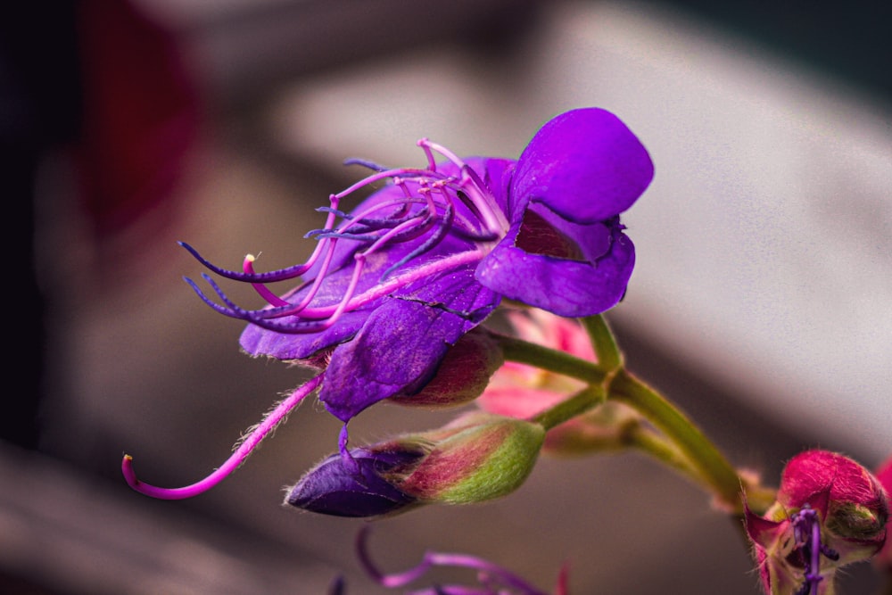 a close up of a purple flower with a blurry background