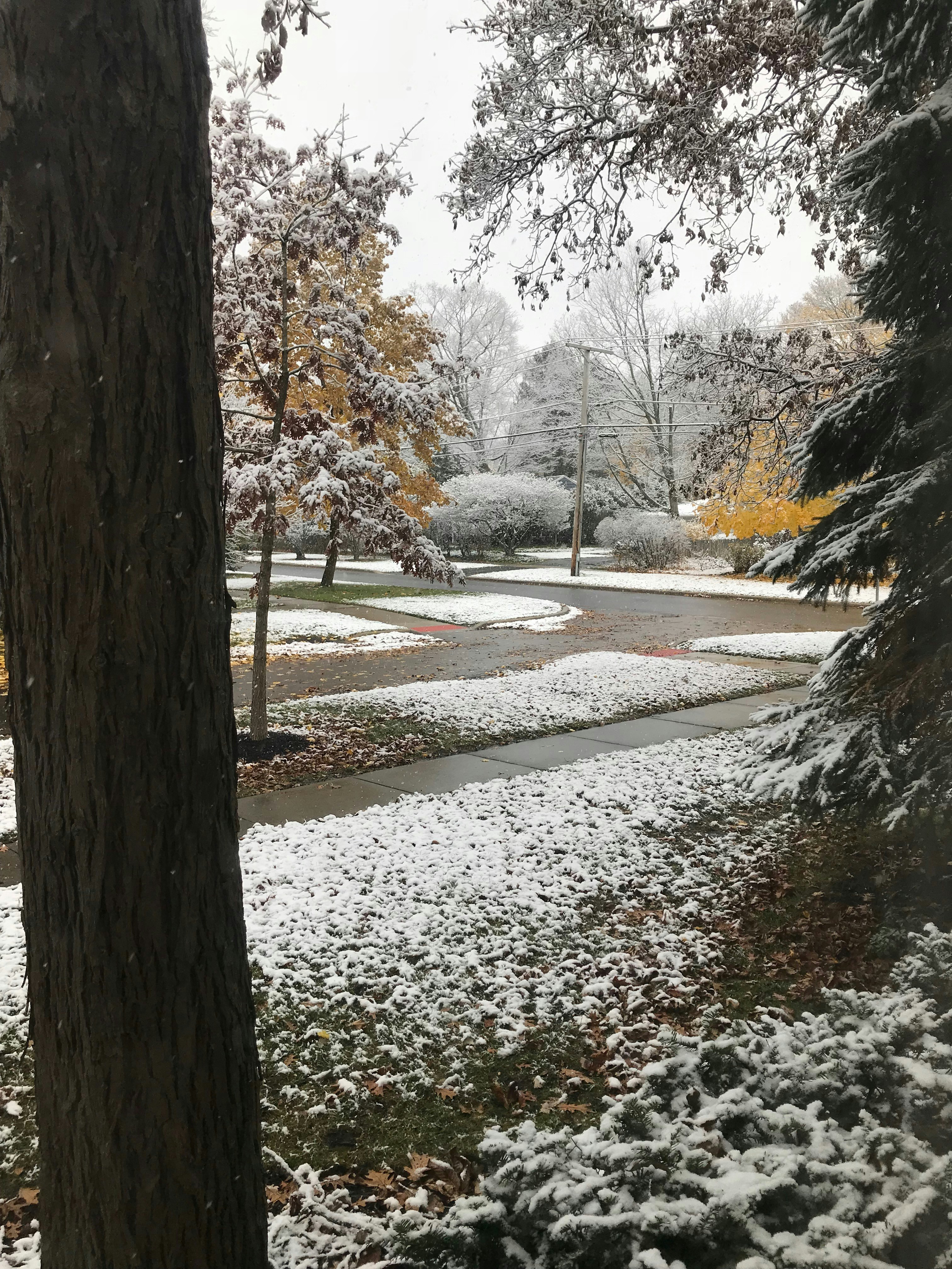 a snow covered path in a park next to a tree