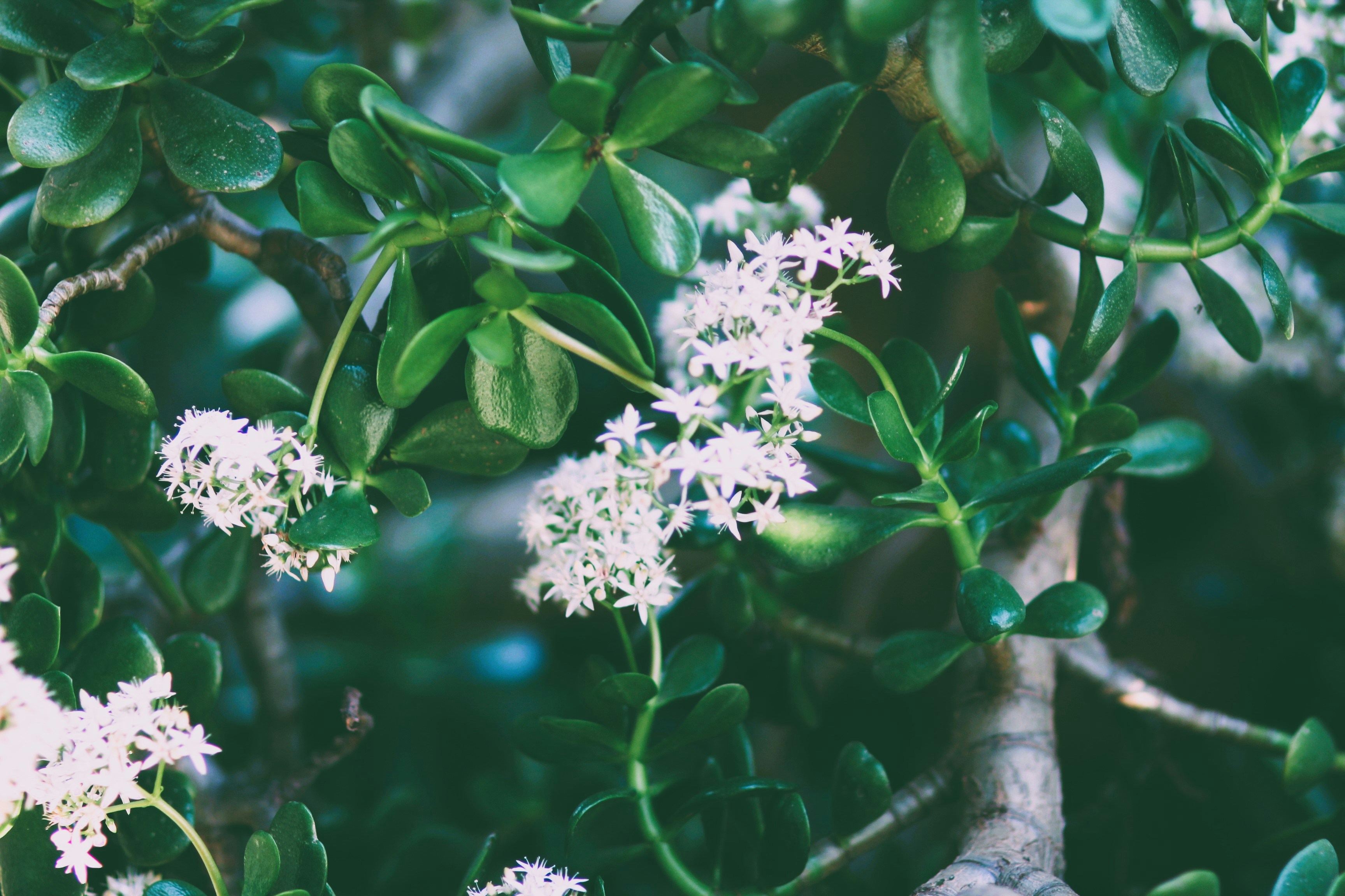 Jade Garden Special