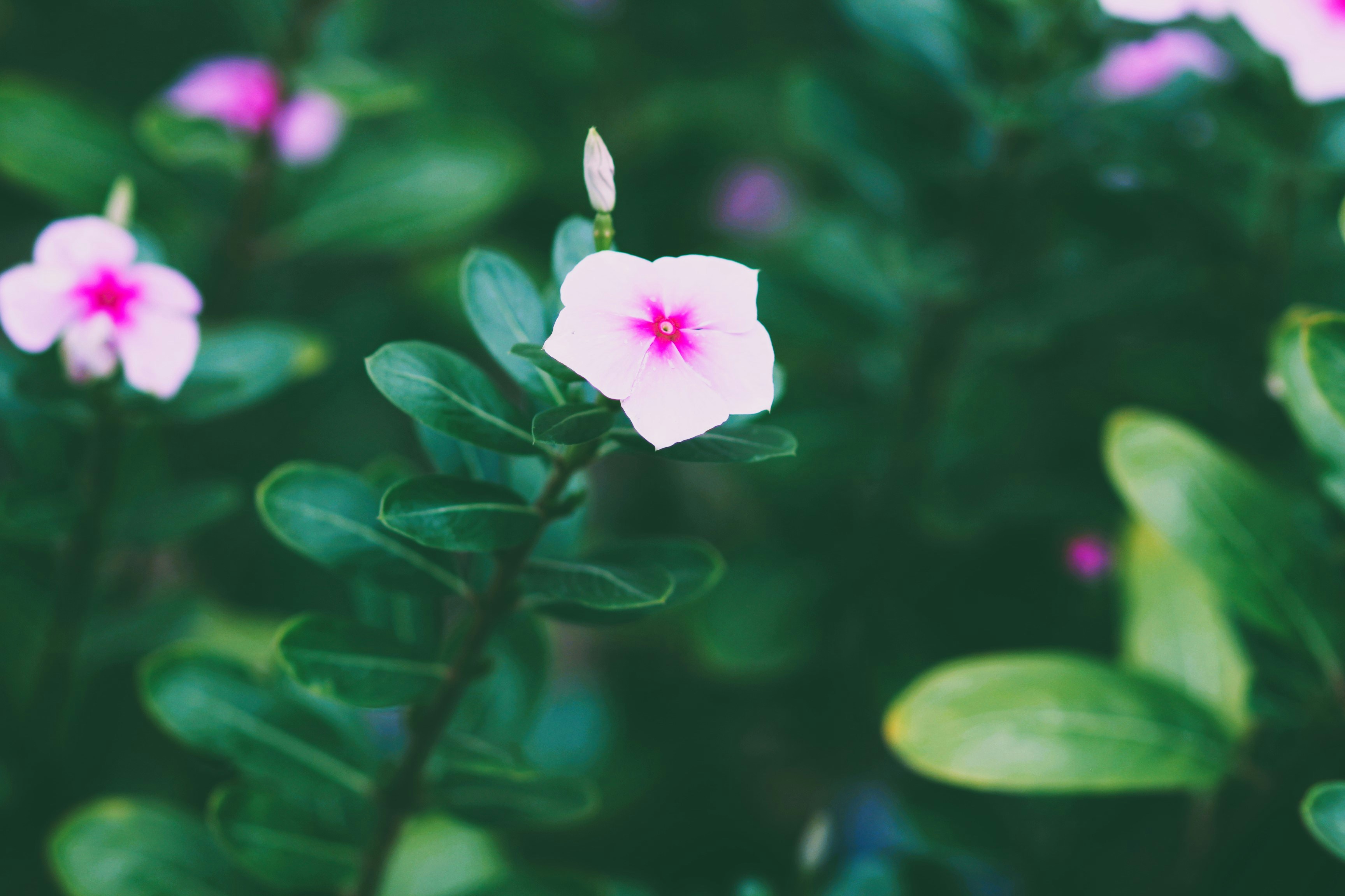 A close up of a pink flower with green leaves photo – Free Plant Image ...