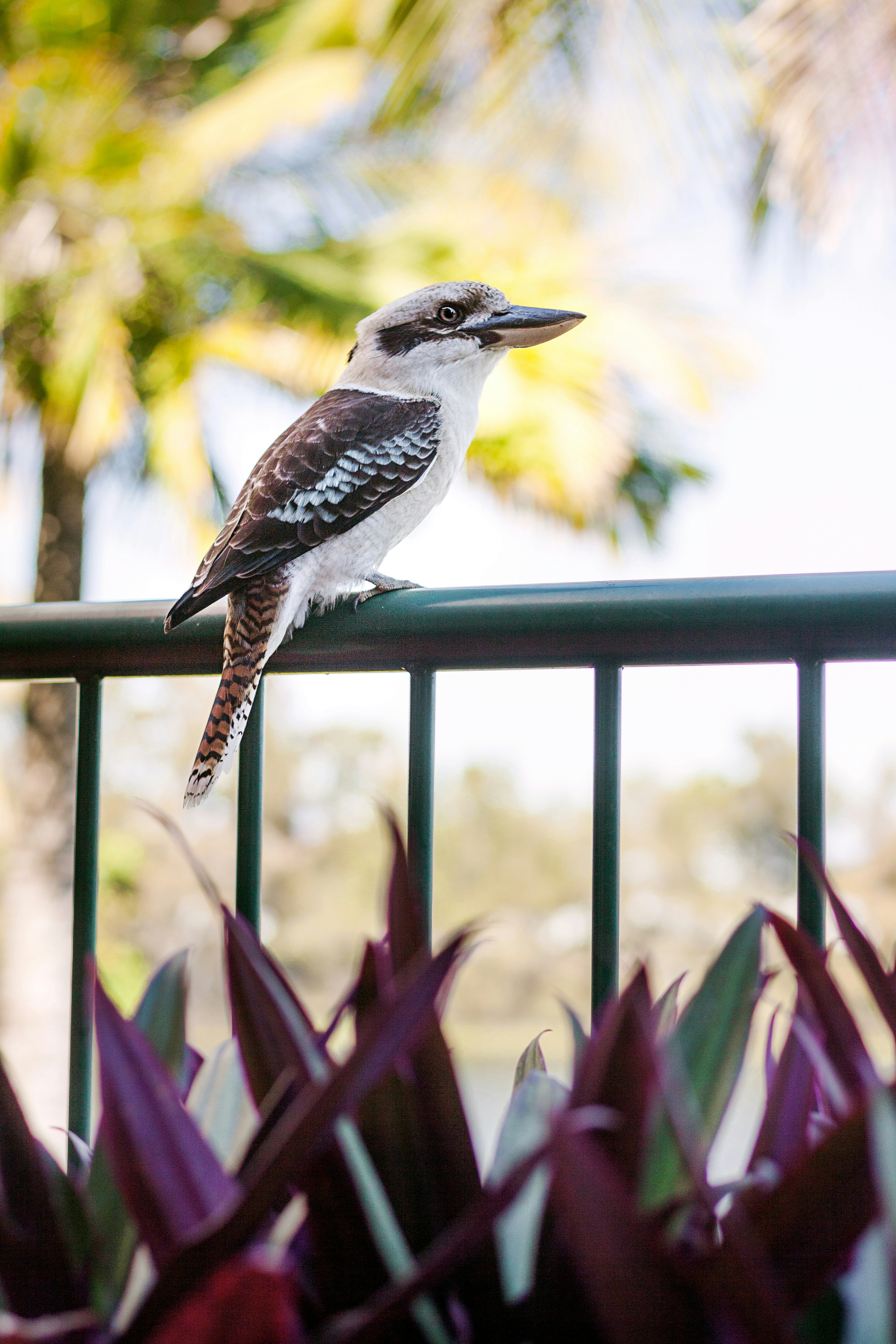 a small bird perched on a metal railing