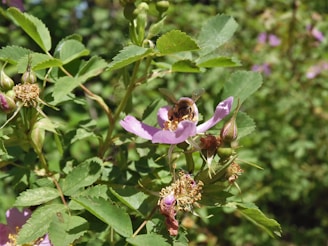 Bees busily collecting nectar from vibrant wildflowers in the heart of the countryside.