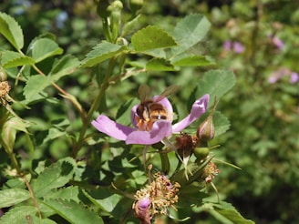 A bee is collecting pollen from a pink flower surrounded by green leaves and stems. The setting is lush and vibrant, indicating a garden or natural environment.