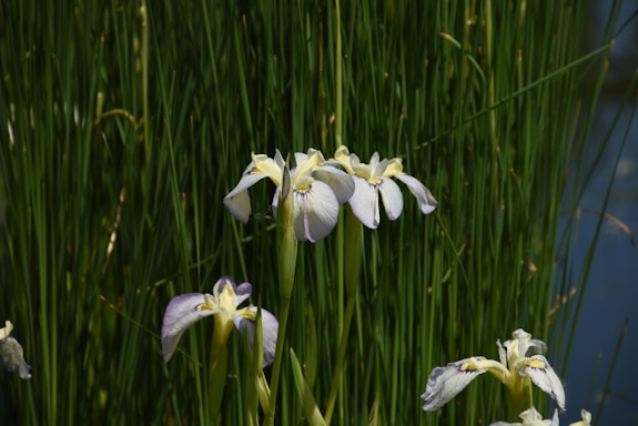 Delicate purple and white flowers bloom amidst a lush backdrop of tall, green grass. The scene is natural and serene, with soft light highlighting the petals and the slender green stems around them.