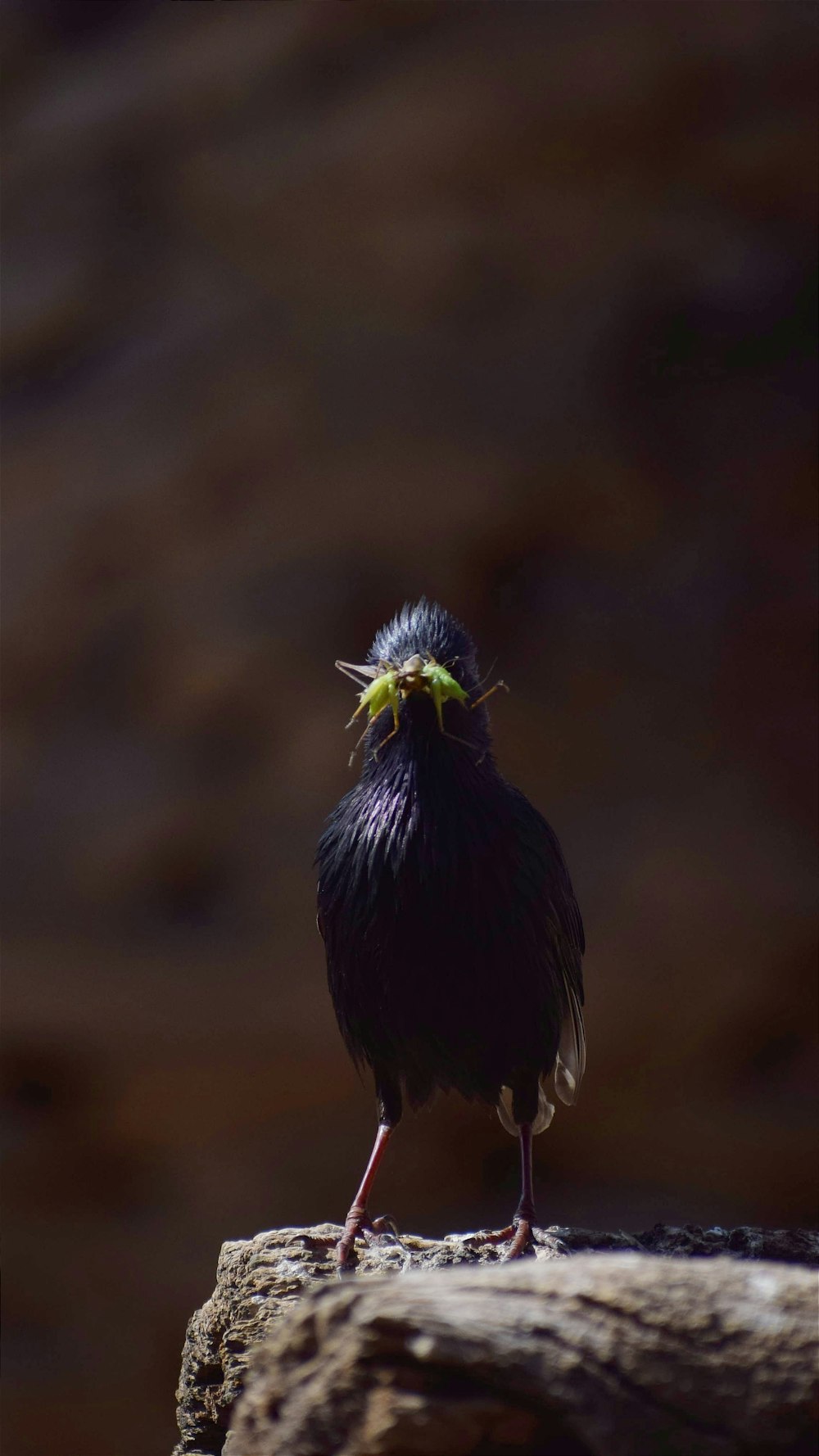 a small black bird standing on a rock