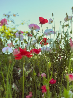 Close-up of vibrant California poppy flowers gently swaying in a sunny field.