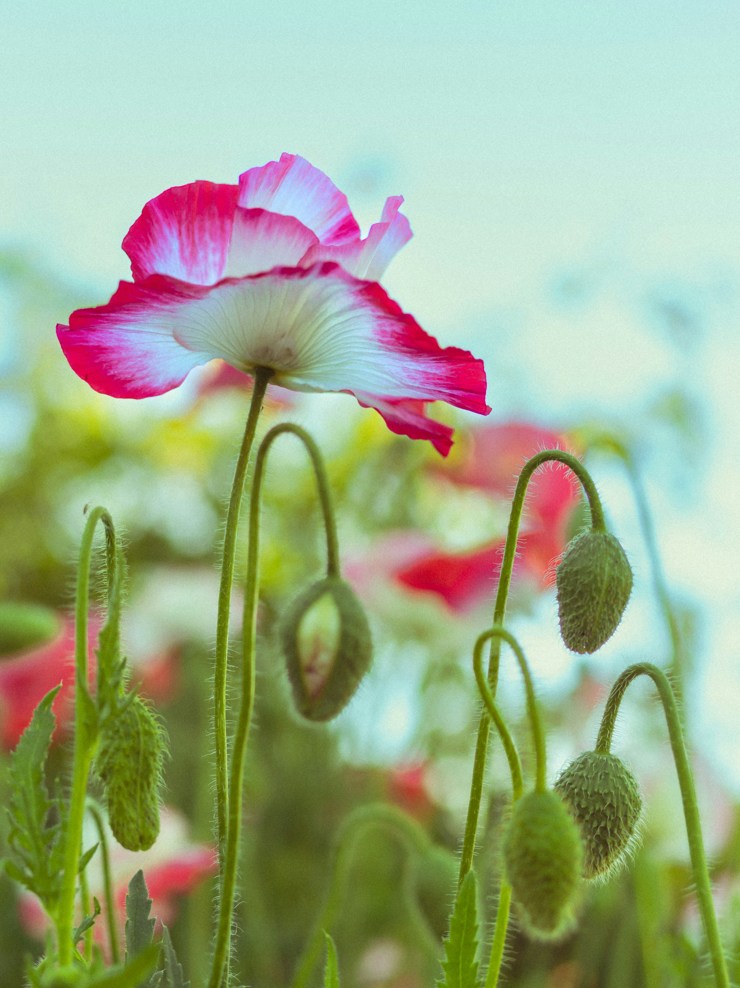 Photo by kierinsightarchives