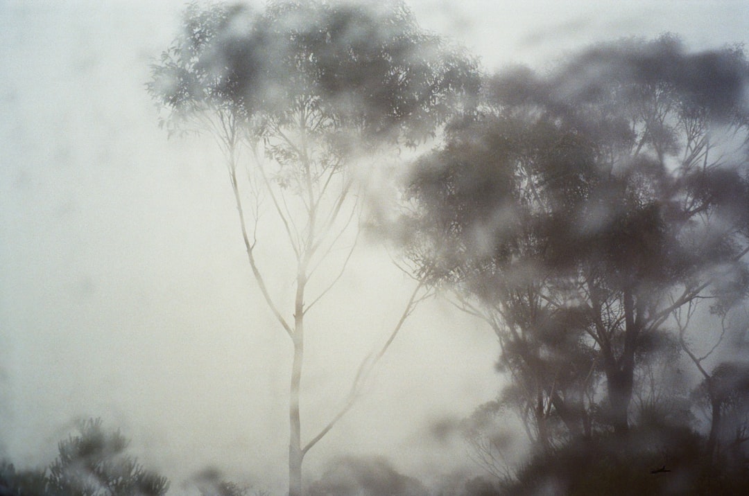 a foggy forest filled with lots of trees,
